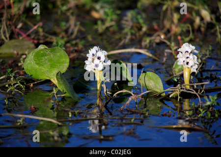 Wasserhyazinthe (Eichhornia sp), Blüte, Feuchtgebiet Pantanal, Brasilien, Südamerika Stockfoto