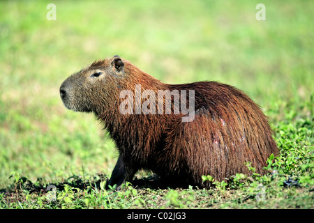 Wasserschwein (Hydrochoerus Hydrochaeris), Erwachsene, Feuchtgebiet Pantanal, Brasilien, Südamerika Stockfoto