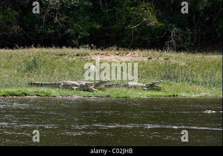 Nil-Krokodile sonnen sich am Ufer des Nils in der Nähe von Murchison Falls, Uganda Stockfoto