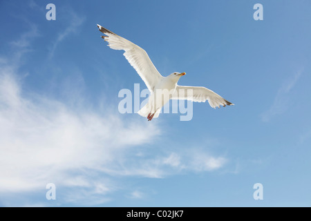 Möwe gegen einen blauen Himmel und Wolken Stockfoto