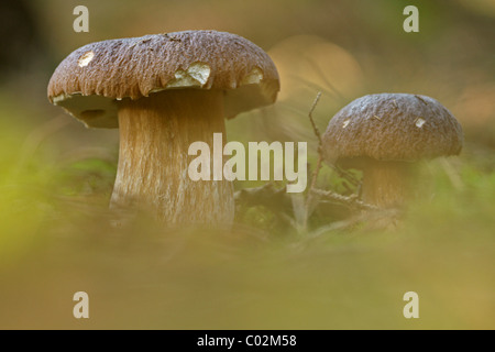 Penny Bun, Porcino oder Cep (Boletus Edulis) Stockfoto