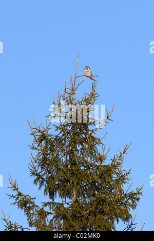 Wilden nördlichen Sperbereule (Surnia Ulula) an der Spitze des Baumes. Europa Stockfoto