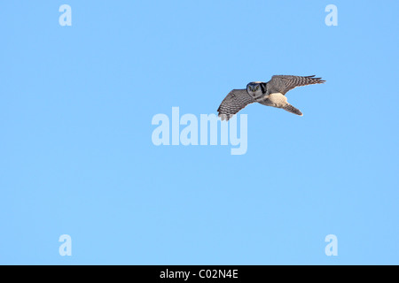 Nördlichen Sperbereule (Surnia Ulula) im Flug Stockfoto