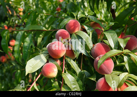 Pfirsiche, Reife Früchte auf dem Baum, Pfirsich-Baum (Prunus Persica), Wachau, Waldviertel, Niederösterreich, Österreich Stockfoto