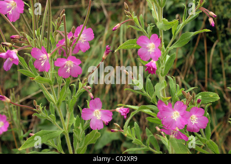 Großen Weidenröschen (Epilobium Hirsutum: Onagraceae), UK. Stockfoto