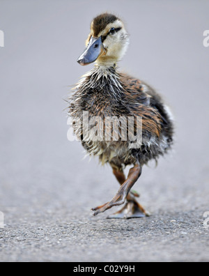 Stockente (Anas Plathyrrhynchos) Entlein laufen auf asphalt Stockfoto