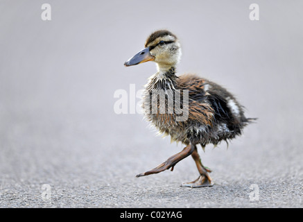 Stockente (Anas Plathyrrhynchos) Entlein laufen auf asphalt Stockfoto