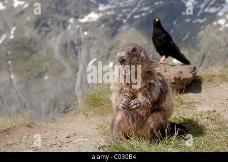 Alpen-Murmeltier (Marmota Marmota) und Alpine Alpenkrähe (Pyrrhocorax Graculus) Stockfoto