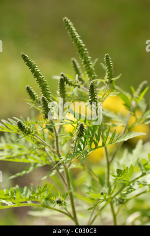 Beifußblättrige Ambrosie (Ambrosia Artemisiifolia), eine stark allergieauslösende Pflanze Stockfoto