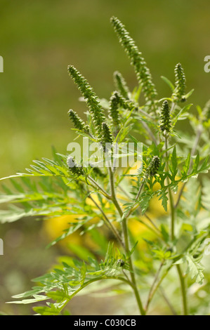 Beifußblättrige Ambrosie (Ambrosia Artemisiifolia), eine stark allergieauslösende Pflanze Stockfoto