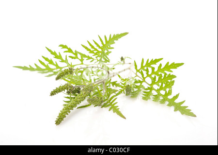 Beifußblättrige Ambrosie (Ambrosia Artemisiifolia), eine stark allergieauslösende Pflanze Stockfoto