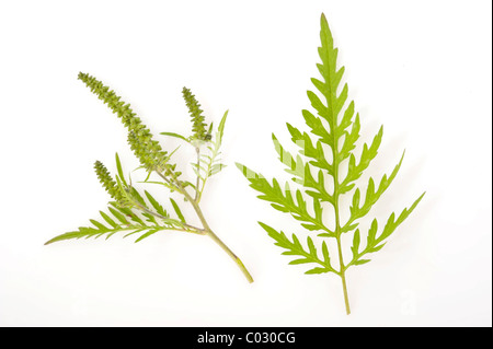 Beifußblättrige Ambrosie (Ambrosia Artemisiifolia), eine stark allergieauslösende Pflanze Stockfoto