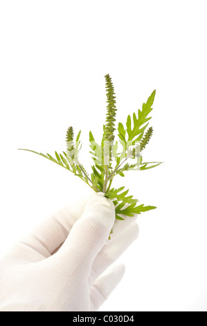 Beifußblättrige Ambrosie (Ambrosia Artemisiifolia), eine stark allergieauslösende Pflanze Stockfoto