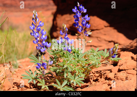 Zwerg Lupinen Blumen wachsen in CanyonLands National Park, Utah, USA Stockfoto