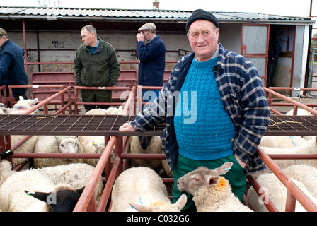 Letzten Tage Versteigerung Schafe und Rinder bei Highbridge Viehmarkt, Somerset. Seite geschlossen und gemeinsam mit anderen geschlossenen Märkten von M5. Stockfoto