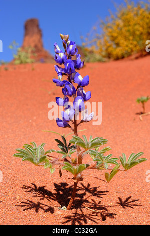 Zwerg Lupinen Blumen wachsen in CanyonLands National Park, Utah, USA Stockfoto