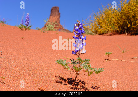 Zwerg Lupinen Blumen wachsen in CanyonLands National Park, Utah, USA Stockfoto