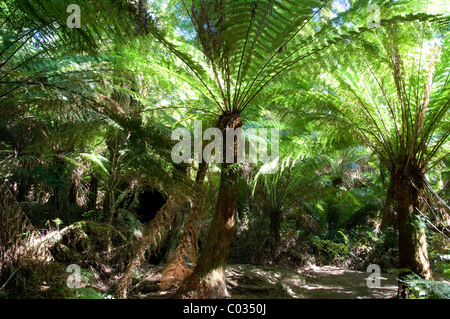 Gemäßigten Regenwald, Great Otway National Park, Victoria, Australien Stockfoto