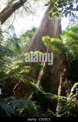 Gemäßigten Regenwald, Great Otway National Park, Victoria, Australien Stockfoto