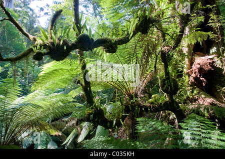 Gemäßigten Regenwald, Great Otway National Park, Victoria, Australien Stockfoto