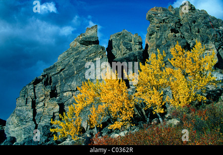 Espe Bäume (Populus Tremula) im Denali Nationalpark, Alaska, USA Stockfoto