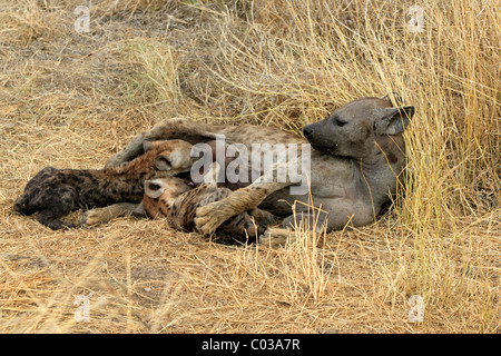 Beschmutzte Hyänen (Crocuta Crocuta), füttern Weibchen adult ihre jungen, Krüger Nationalpark, Südafrika, Afrika Stockfoto