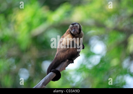 Weeper Kapuziner (Cebus Olivaceus), Erwachsene in einem Baum, Südamerika Stockfoto