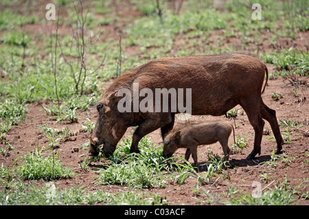 Warzenschwein (Phacochoerus Aethiopicus), weibliche Erwachsene Fütterung mit seiner Cub, Krüger Nationalpark, Südafrika, Afrika Stockfoto