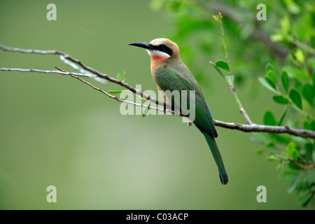 White-fronted Bienenfresser (Merops Bullockoides), Erwachsenen Vogel auf einem Ast, Krüger Nationalpark, Südafrika, Afrika Stockfoto