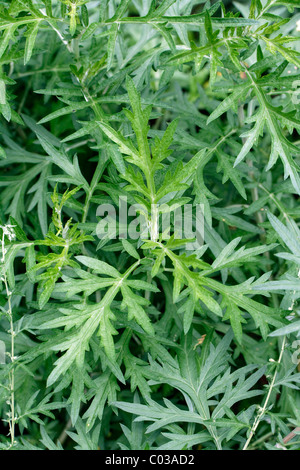 Wermut oder Absinth Wermut (Artemisia Absinthium L.) Stockfoto