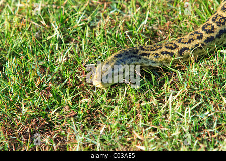 Gelbe Anakonda (Eunectes Notaeus), Pantanal, Brasilien, Südamerika Stockfoto