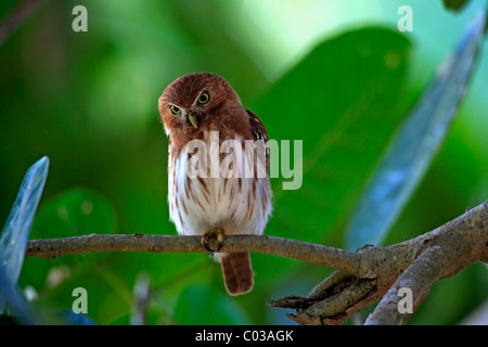 Eisenhaltige Pygmäen-Eule (Glaucidium Brasilianum), Erwachsenen Vogel auf einem Ast, Pantanal, Brasilien, Südamerika Stockfoto