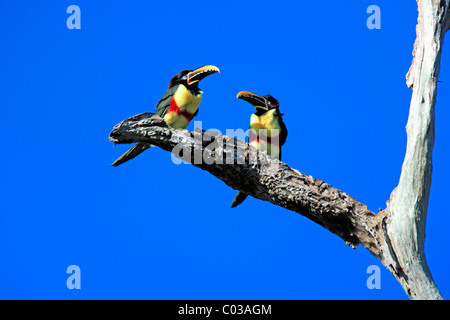 Kastanien-Schmuckschildkröte Aracari (Pteroglossus Castanotis), Erwachsene Vögel auf einem Zweig, Pantanal, Brasilien, Südamerika Stockfoto