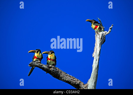 Kastanien-Schmuckschildkröte Aracari (Pteroglossus Castanotis), Erwachsene Vögel auf einem Baum, Pantanal, Brasilien, Südamerika Stockfoto