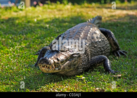 Yacare Kaiman (Caiman Yacare), Erwachsene auf Land, Pantanal, Brasilien, Südamerika Stockfoto