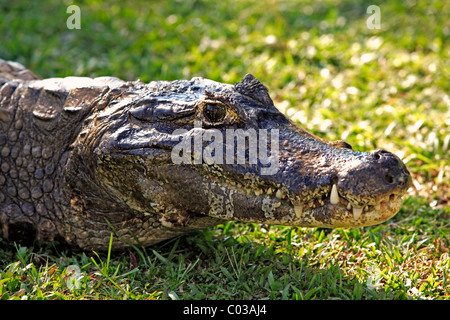 Yacare Kaiman (Caiman Yacare), Porträt, Erwachsene auf Land, Pantanal, Brasilien, Südamerika Stockfoto