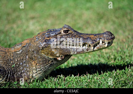 Yacare Kaiman (Caiman Yacare), Porträt, Erwachsene auf Land, Pantanal, Brasilien, Südamerika Stockfoto