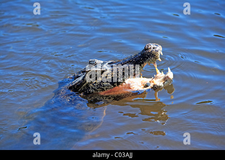 Yacare Kaiman (Caiman Yacare), Erwachsene schwebend im Wasser mit seinen Mund öffnen, Pantanal, Brasilien, Südamerika Stockfoto