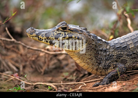 Yacare Kaiman (Caiman Yacare), Porträt, Erwachsene auf Land, Pantanal, Brasilien, Südamerika Stockfoto