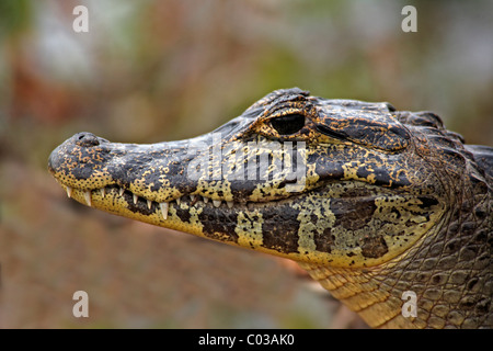 Yacare Kaiman (Caiman Yacare), Porträt, Erwachsene auf Land, Pantanal, Brasilien, Südamerika Stockfoto