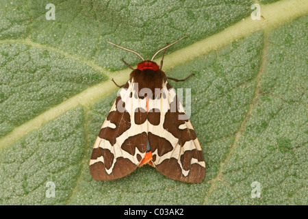 Brauner Bär, Arctia caja, Gartentigermotte, großer Tigermotte, L
