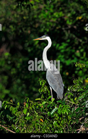 Cocoi Heron (Ardea Cocoi), Erwachsene in einem Baum, Pantanal, Brasilien, Südamerika Stockfoto