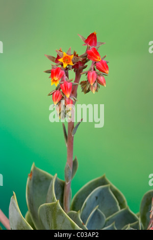 Baby Echeveria oder Distelfalter (Echeveria Derenbergii), Mexiko, Amerika Stockfoto
