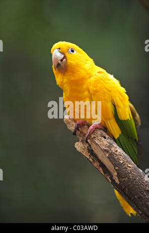 Goldene Sittich oder goldenen Conure (Guaruba Guarouba), Erwachsene auf einem Zweig, Pantanal, Brasilien, Südamerika Stockfoto