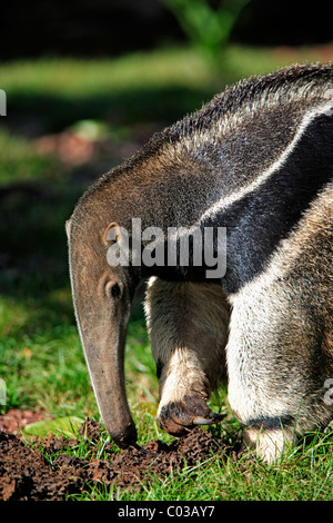 Großer Ameisenbär (Myrmecophaga Tridactyla), Porträt, Erwachsene ernähren sich von Termiten in eine Termite Mound, Pantanal, Brasilien Stockfoto