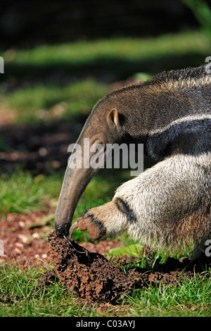 Großer Ameisenbär (Myrmecophaga Tridactyla), Porträt, Erwachsene ernähren sich von Termiten in eine Termite Mound, Pantanal, Brasilien Stockfoto