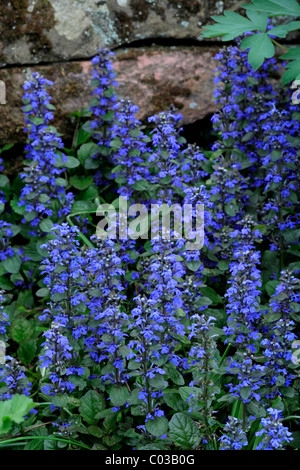 Blue Bugle oder Carpetweed (Ajuga Reptans) Stockfoto