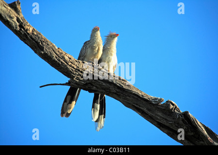 Guira Kuckuck (Guira Guira), Erwachsene Vögel auf einem Zweig, Pantanal, Brasilien, Südamerika Stockfoto