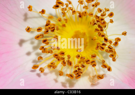 Makro-Staubbeutel der Staubblätter Hundsrose Blume (Rosa Canina) Stockfoto