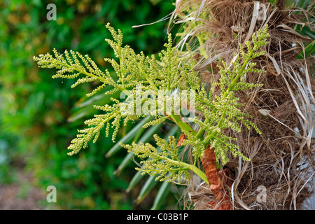 Chinesische Windmühle Palme (Trachycarpus Fortunei) Stockfoto